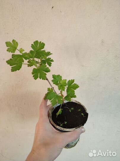 Саженцы крыжовника