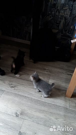 Котята в добрые руки 1 месяц