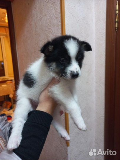 Щенки в добрые руки