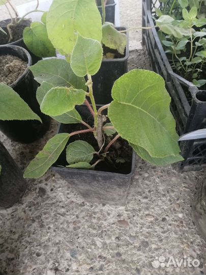 Саженцы киви