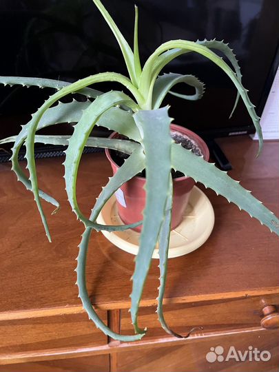 Комнатные цветы обмен