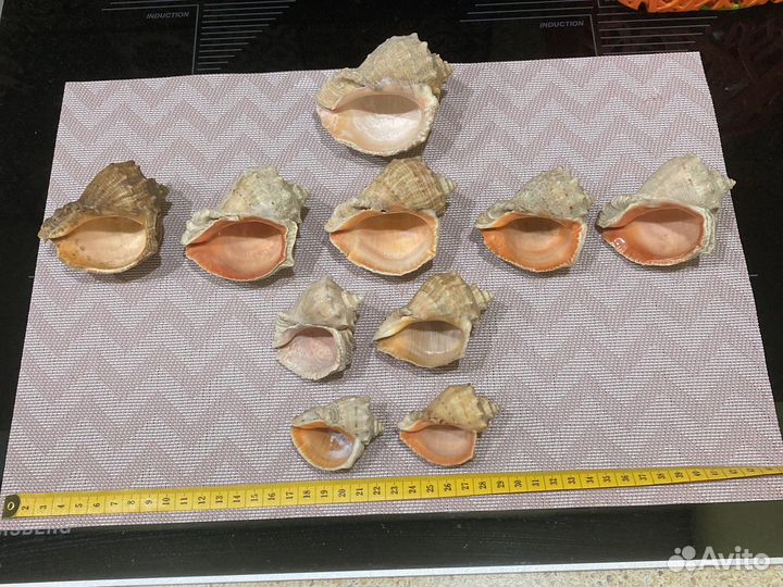 Ракушки