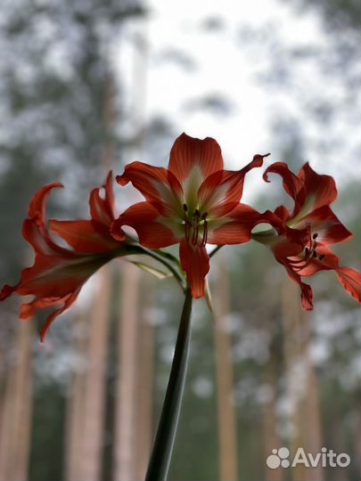 Гиппиаструм