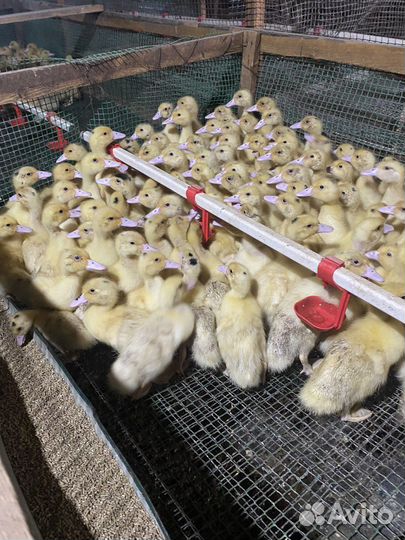 Утки муларды