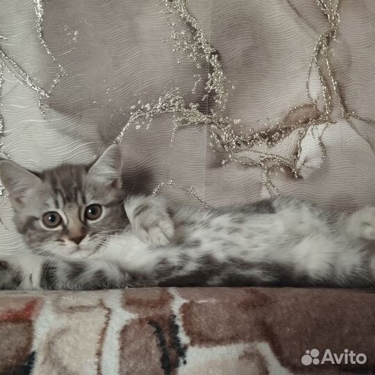 Шотландская кошечка