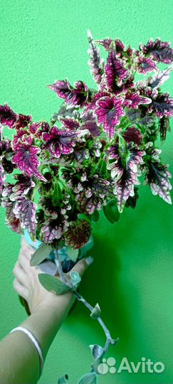 Колеус махровый