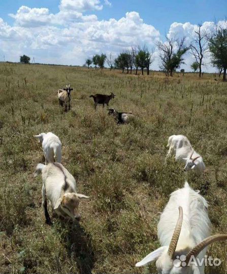 Продаю коз