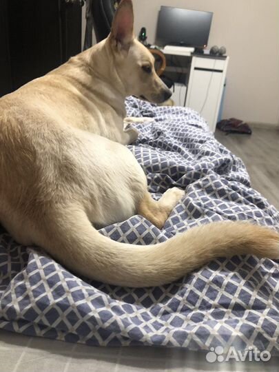 Чудесная собака в добрые руки