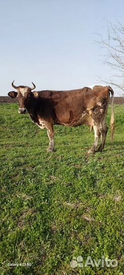 Корова отёл 05/04