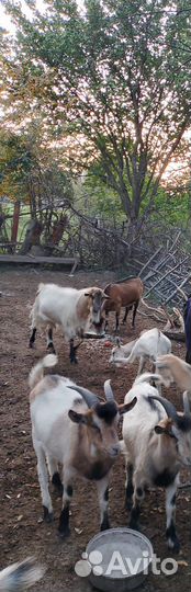 Коза нубийская