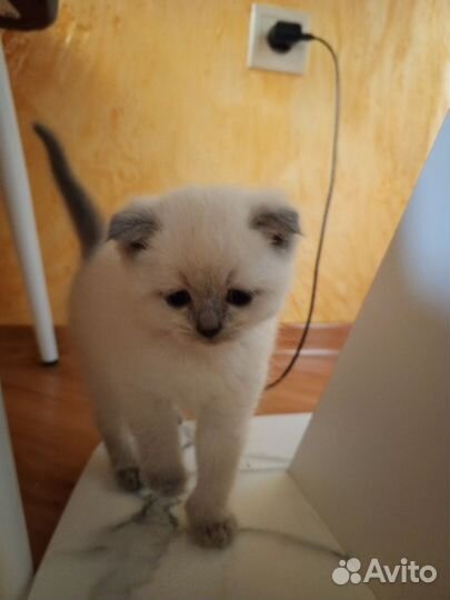 Британские котята