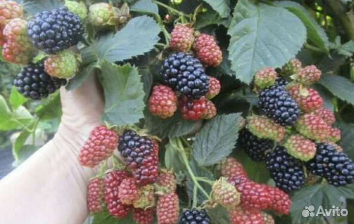 Ежевика бесшипная 3х летка