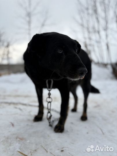 Больной пес с р о ч н о ищет дом