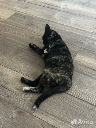 Кошка