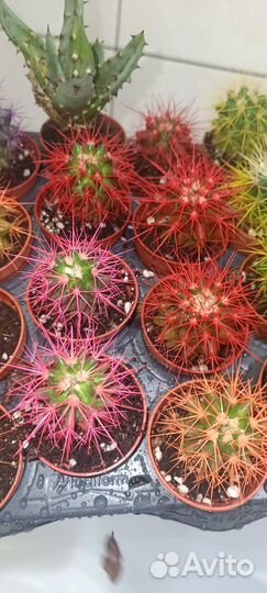 Бокарнея, калатея