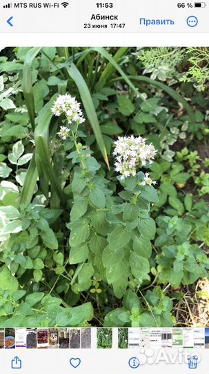 Сухоцветы душица