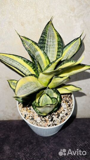 Сансевиерия Ханни Люсиль Полан