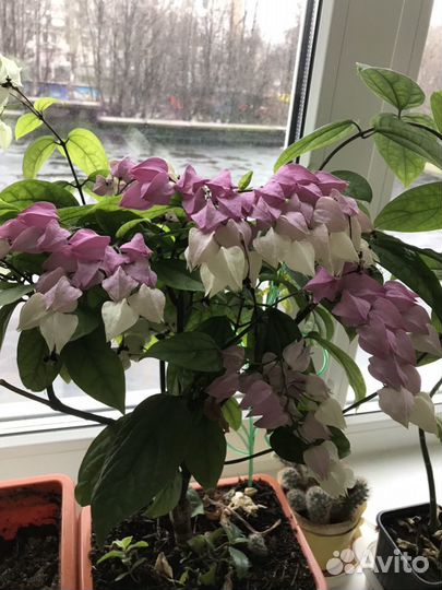 Клеродендрум Томсона (Невинная любовь)