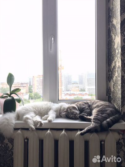 Котята шотландская помесь