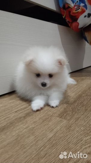 Померанский шпиц медвежьего типа