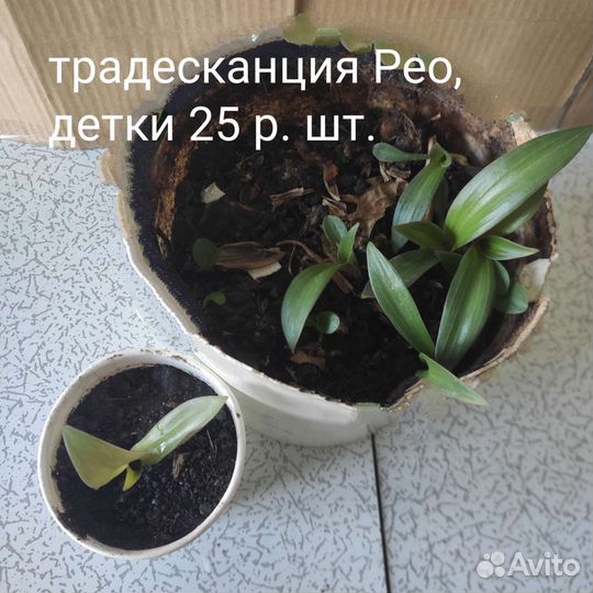Комнатные цветы