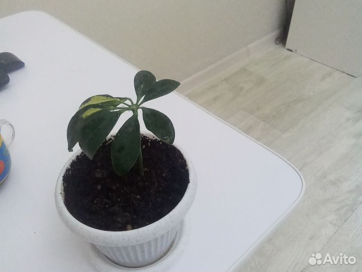 Шефлера вариегатная