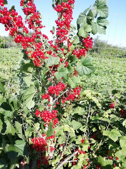 Участок 3,5 сот. (СНТ, ДНП)