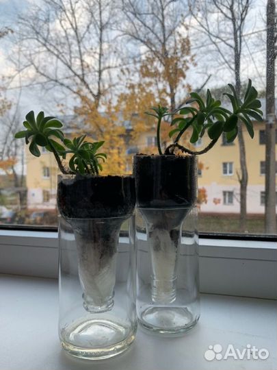 Горшок для цветов из бутылок