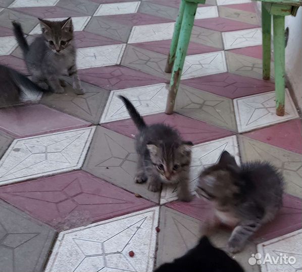 Котятки в дар