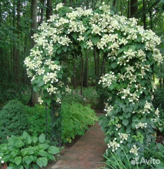 Гортензия черешковая
