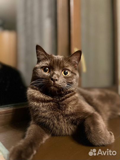 Котята на продажу