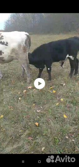 Бычки телята домашние