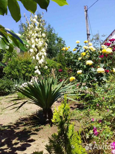 Продам ирисы, юкки, лилии, рудбекия, хоста и др