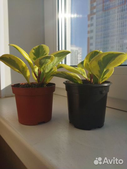 Пеперомия obtusifolja variegata