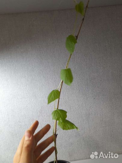 Кивано(зелёный дракон)