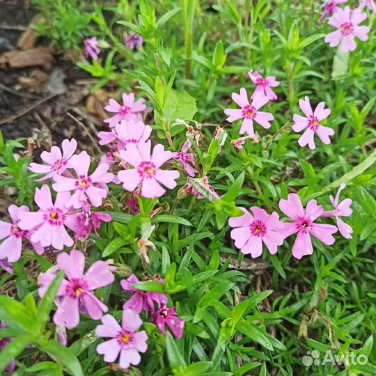 Флокс шиловидный