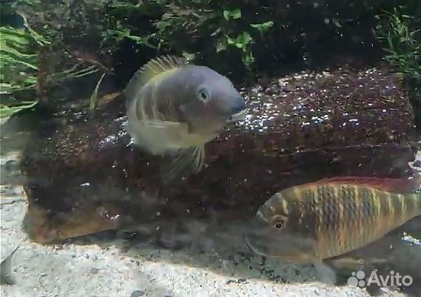 Большой выбор трофеусов