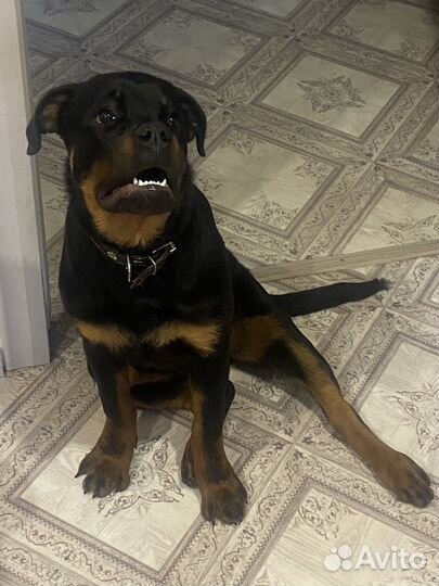 Ротвейлер
