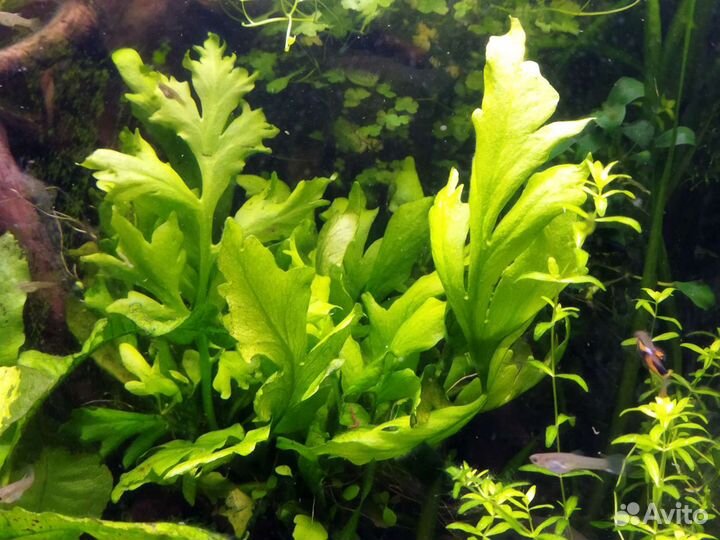 Неприхотливые растения для аквариума