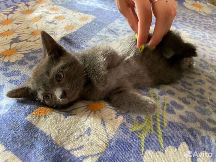 Котёнок британец в добрые руки