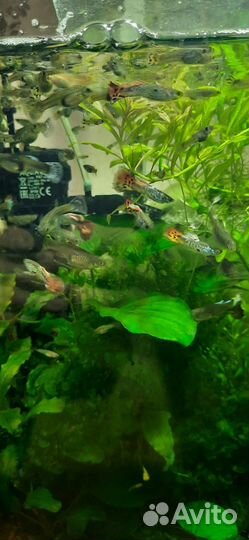 Гуппи,меченосцы,креветки
