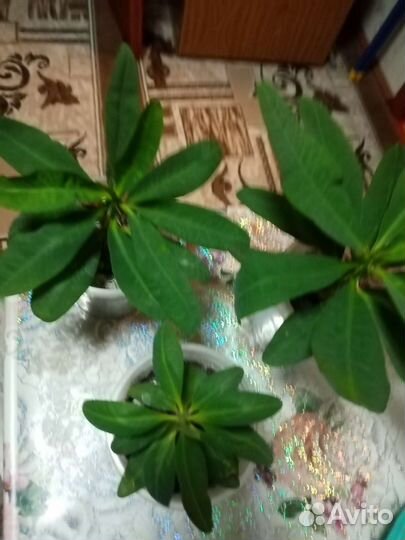 Молочай миля