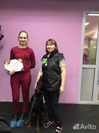 Дрессировка собак кинолог, зоопсихолог