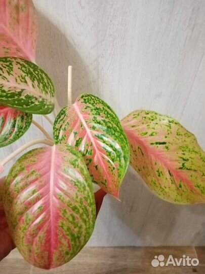 Аглаонема Lak Sab