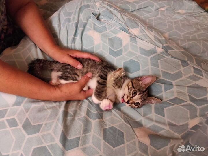 Котёнок в добрые руки Бесплатно