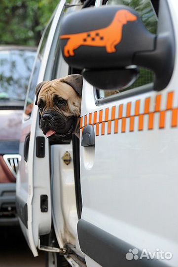 Зоотакси(перевозка животных)