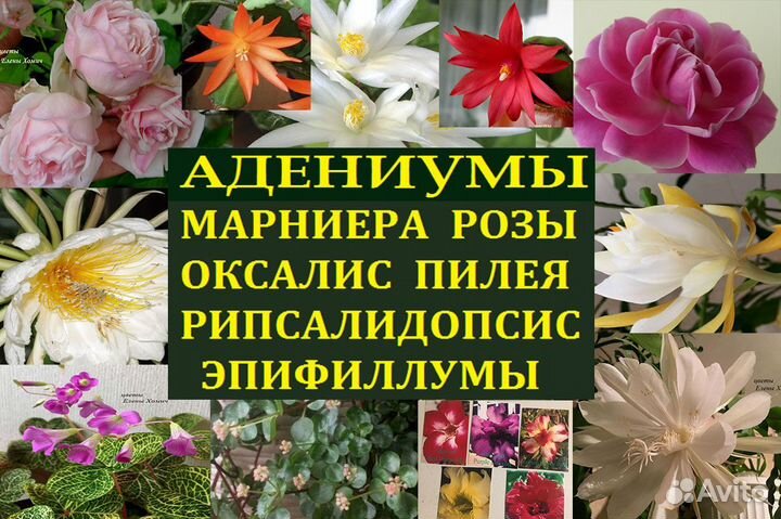 Розы,оксалис,эпифиллум,марниера,пилея,адениум,рипс