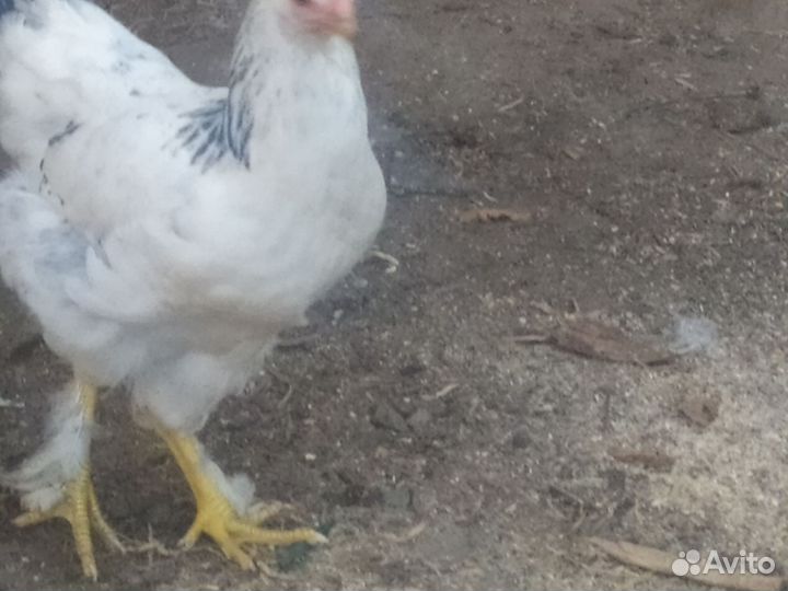 Куры разнопородистые