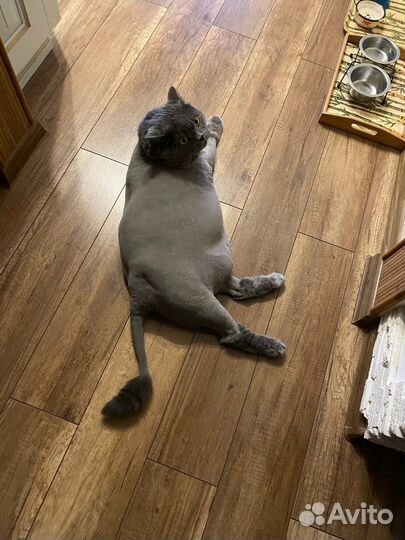 Стрижка кошек и собак у вас дома