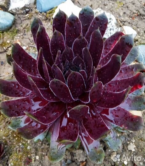 Каменные розы. Молодило